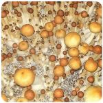 Псилоцибиновые (галлюциногенные)  грибы Psilocybin "Golden Teacher" в Куртамыше