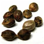 Семена марихуаны АК-47  (Seeds AK-47) в Куртамыше
